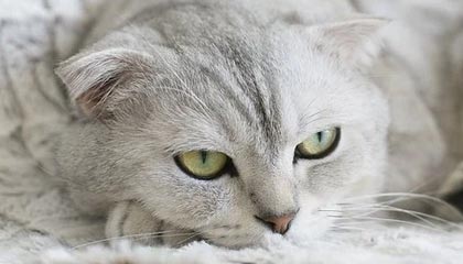 肇州伴游，定制QQ：3494206190微信：act1322