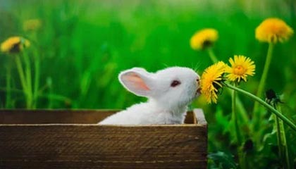 陪游跟导游的不同服务要求